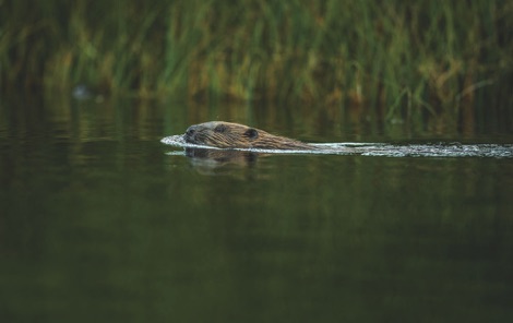 Beaver swimming